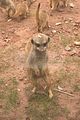 leipzig zoo-01_07_2011_zoo_allgemein_335